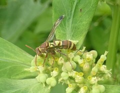 Polistes stigma