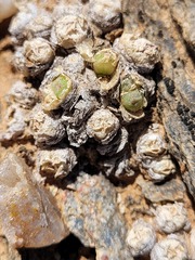 Conophytum