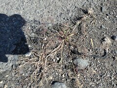 Eragrostis amabilis