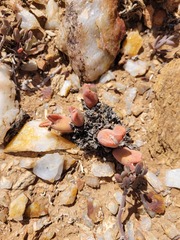 Conophytum bilobum