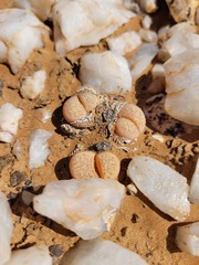 Lithops herrei