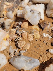 Lithops herrei