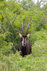 Hippotragus niger niger