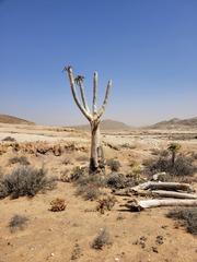 Aloidendron pillansii