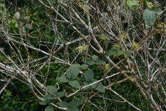 Clematis leschenaultiana