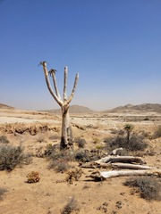 Aloidendron pillansii