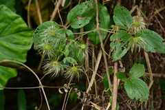 Clematis leschenaultiana