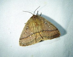 Anthela connexa