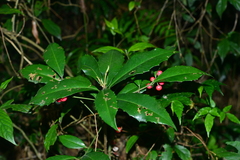Ardisia cornudentata morrisonensis