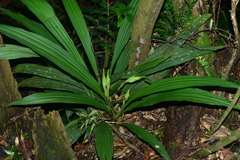 Calanthe lyroglossa
