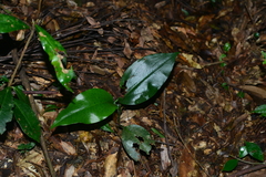 Cryptostylis arachnites