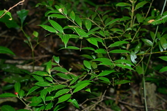 Cinnamomum subavenium