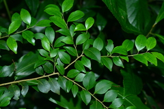 Ilex goshiensis