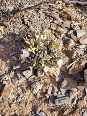 Hartmanthus pergamentaceus