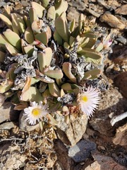 Hartmanthus pergamentaceus