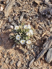 Hartmanthus pergamentaceus