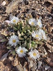 Hartmanthus pergamentaceus