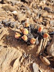 Conophytum bilobum