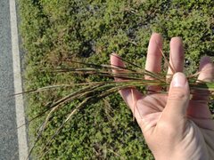 Heteropogon contortus