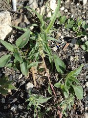 Amaranthus polygonoides