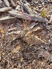 Portulacaria fruticulosa