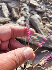 Portulacaria fruticulosa
