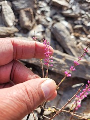 Portulacaria fruticulosa