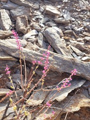 Portulacaria fruticulosa