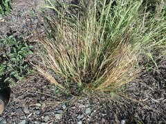 Heteropogon contortus