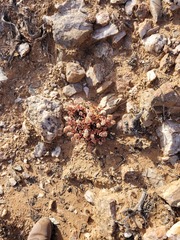 Crassula fusca