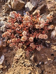 Crassula fusca