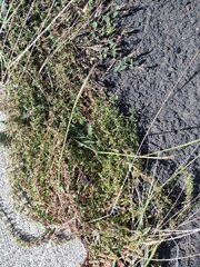 Oldenlandia corymbosa