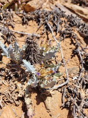 Acanthopsis ludoviciana