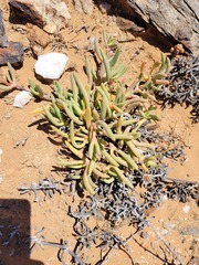 Cephalophyllum numeesense