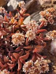 Crassula fusca