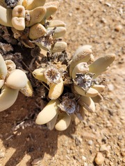 Dracophilus dealbatus