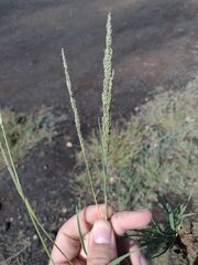 Trachynotia (Trachynotia)
