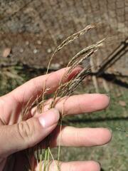 Bothriochloa pertusa