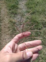 Dichanthium annulatum annulatum