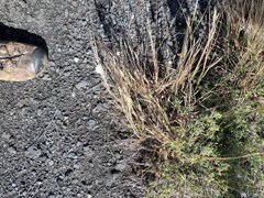 Heteropogon contortus