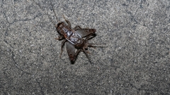 Velarifictorus aspersus