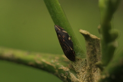 Clovia