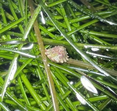 Megastraea undosa