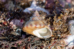 Calliostoma zizyphinum