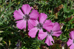 Dianthus pavonius
