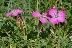 Dianthus pavonius