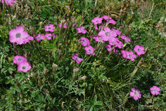 Dianthus pavonius