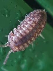 Scleropactidae