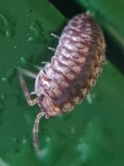 Scleropactidae