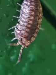 Scleropactidae